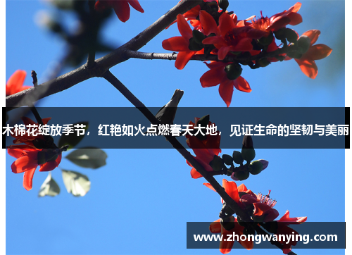 木棉花绽放季节,红艳如火点燃春天大地,见证生命的坚韧与美丽 木棉花绽放季节,红艳如火点燃春天大地,见证生命的坚韧与美丽