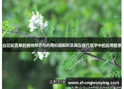 白花蛇舌草的独特形态与药用价值解析及其在现代医学中的应用前景 白花蛇舌草的独特形态与药用价值解析及其在现代医学中的应用前景